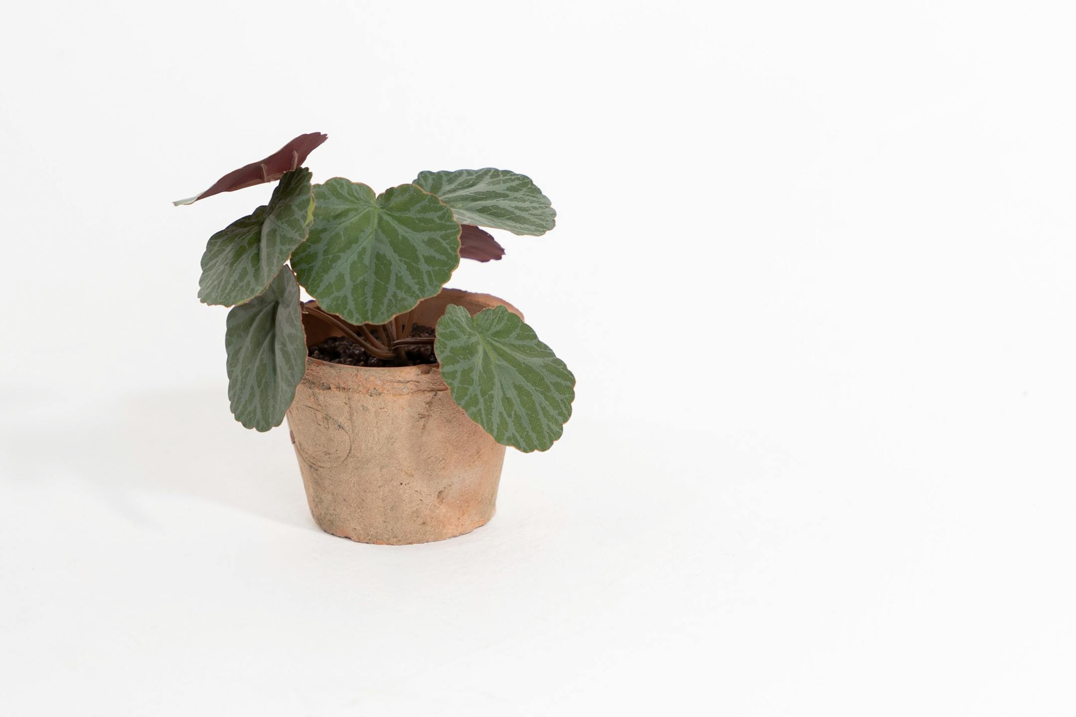 Artificial mini saxifrage plant in terracotta