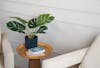 Faux monstera houseplant on wooden side table