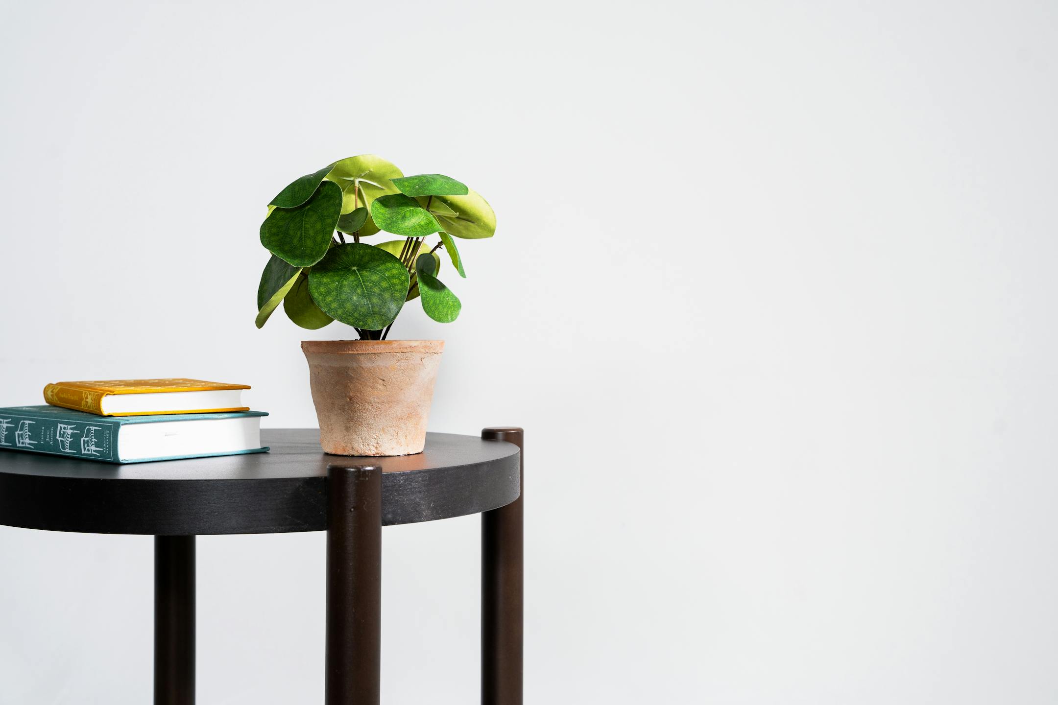 Artificial pilea bush on wooden table