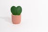 Artificial hoya heart plant in pink pot