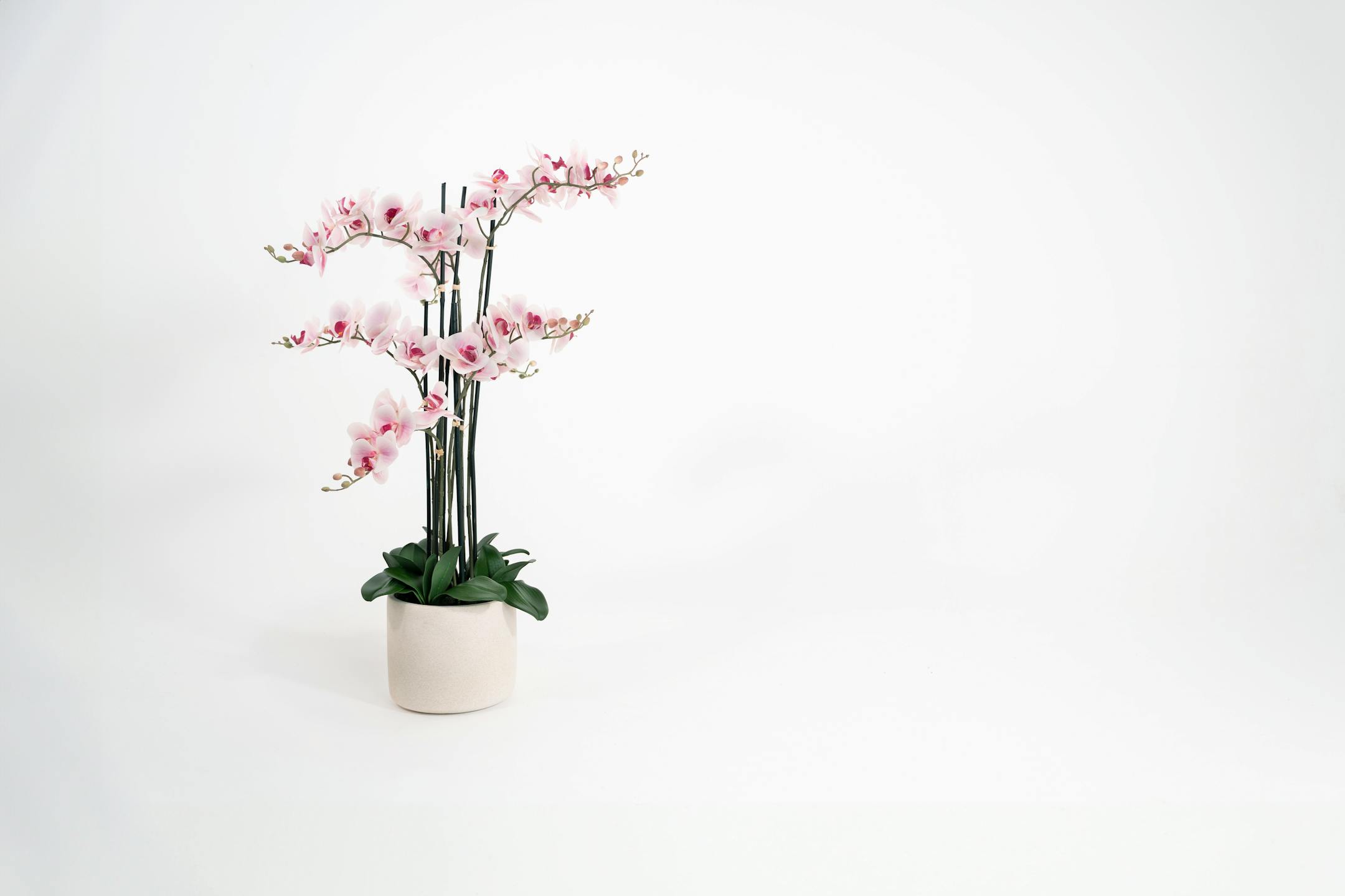 Artificial pink phalaenopsis blume orchid