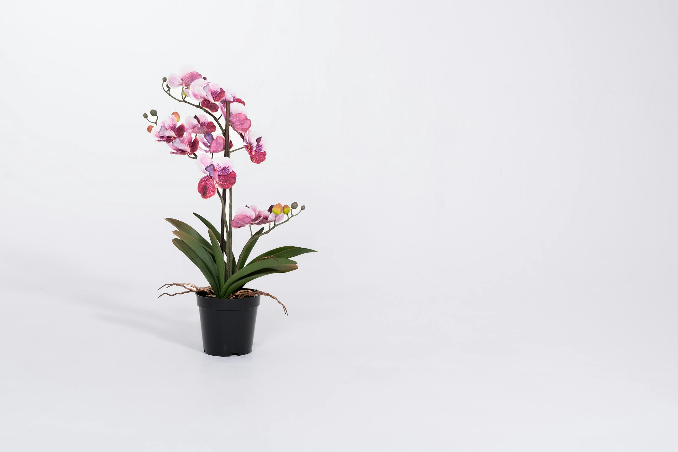 Pink artificial vanda orchid
