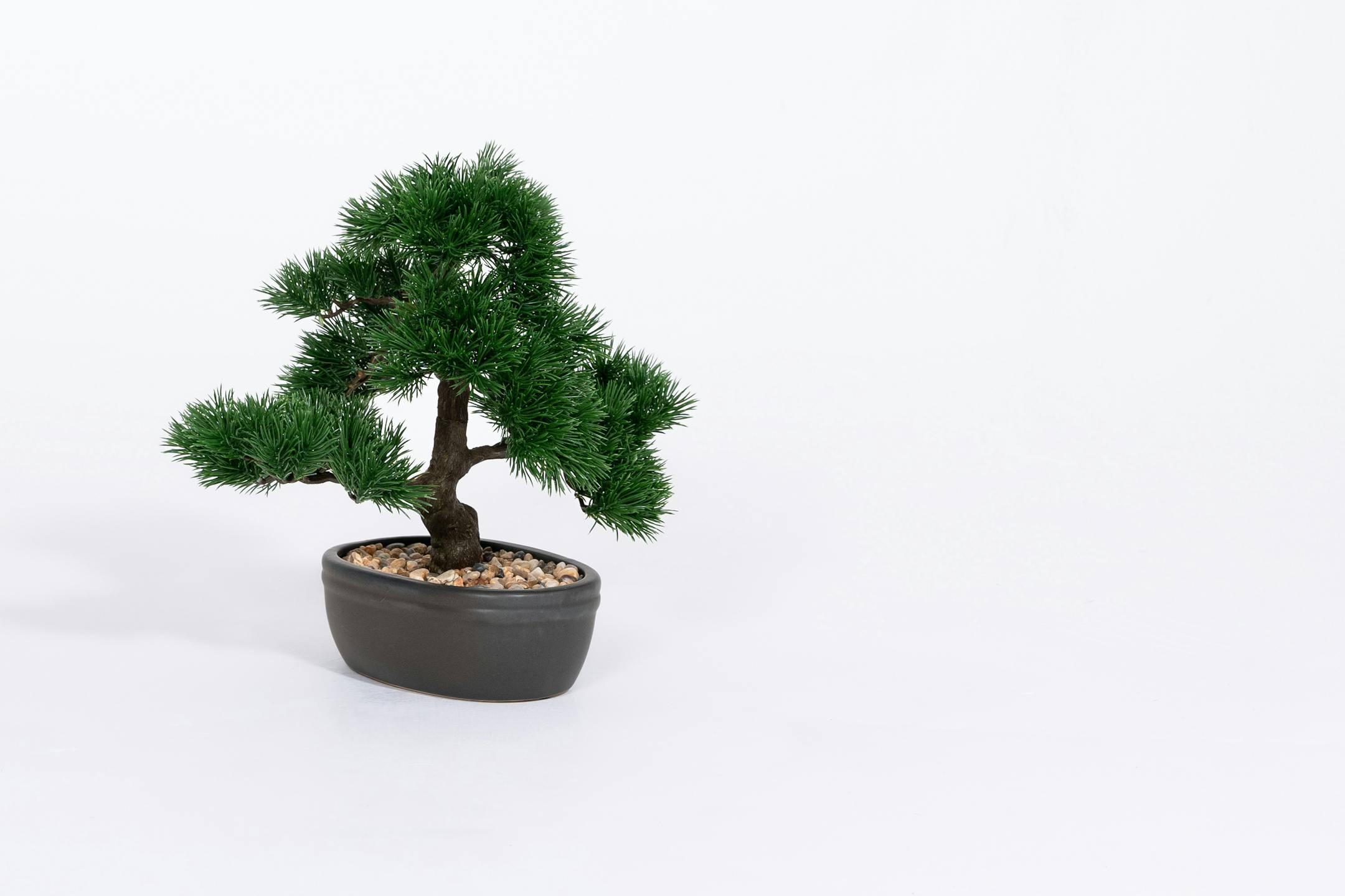 Faux pinus bonsai plant