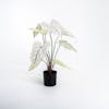 White artificial caladium houseplant