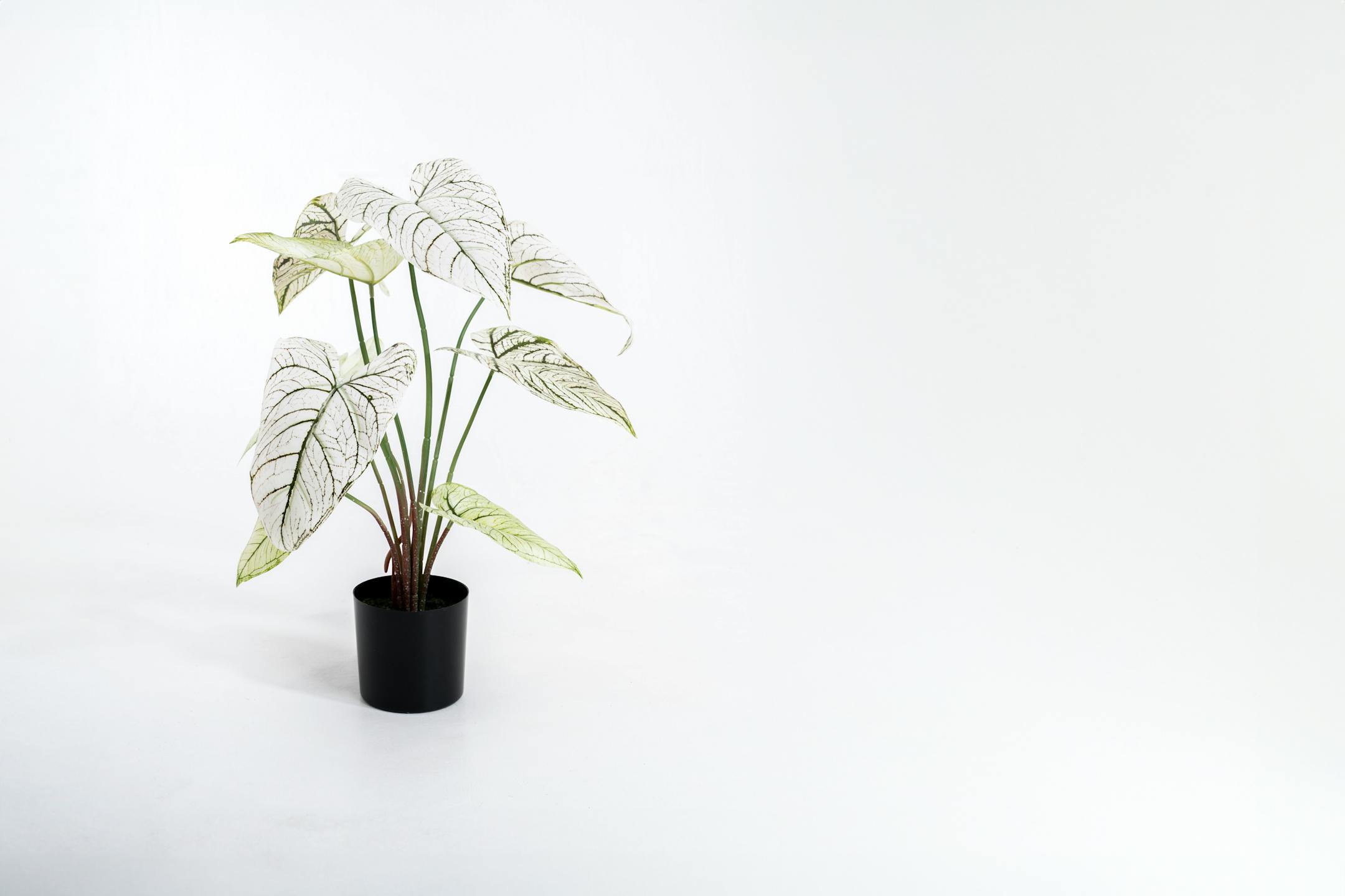 White artificial caladium houseplant