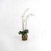 White artificial phalaenopsis moth orchid