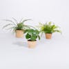 Artificial terracotta trio houseplants