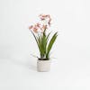 Artificial pink onicidium orchid