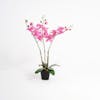 Pink artificial phalaenopsis orchid