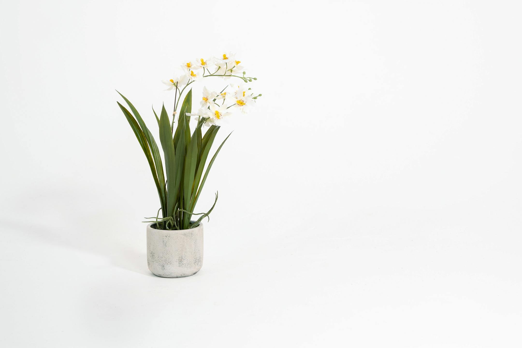 Artificial white onicidium orchid