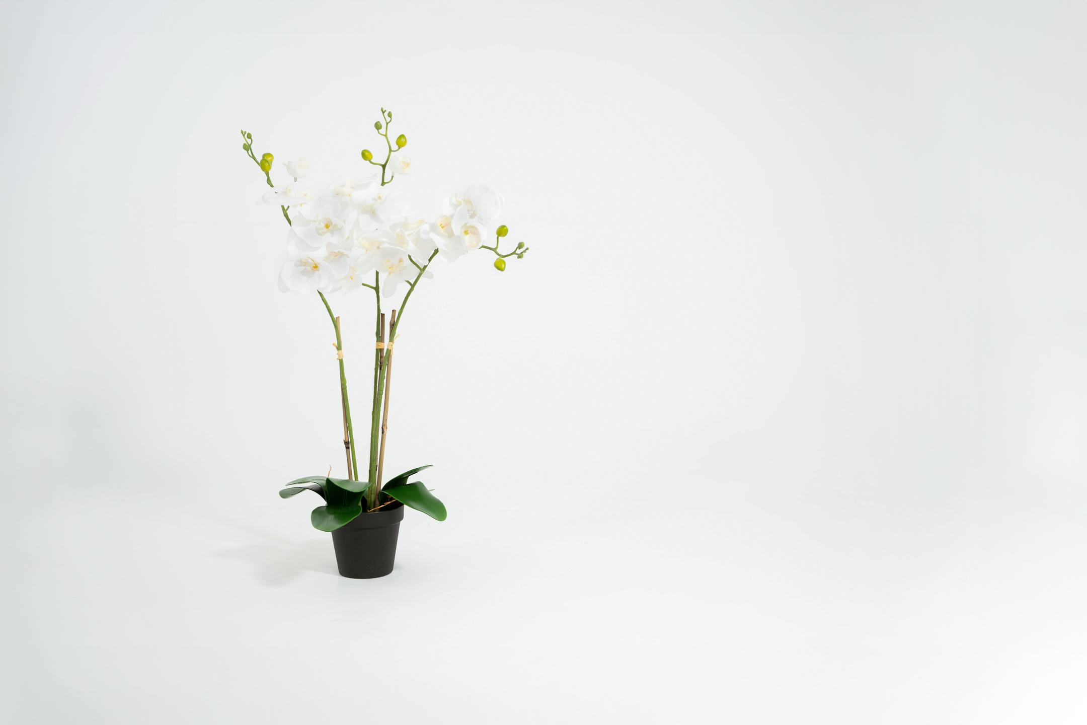 White artificial phalaenopsis orchid