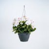 White pink geranium make your own hanging basket fake kit