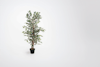 120cm variegated artificial ficus tree