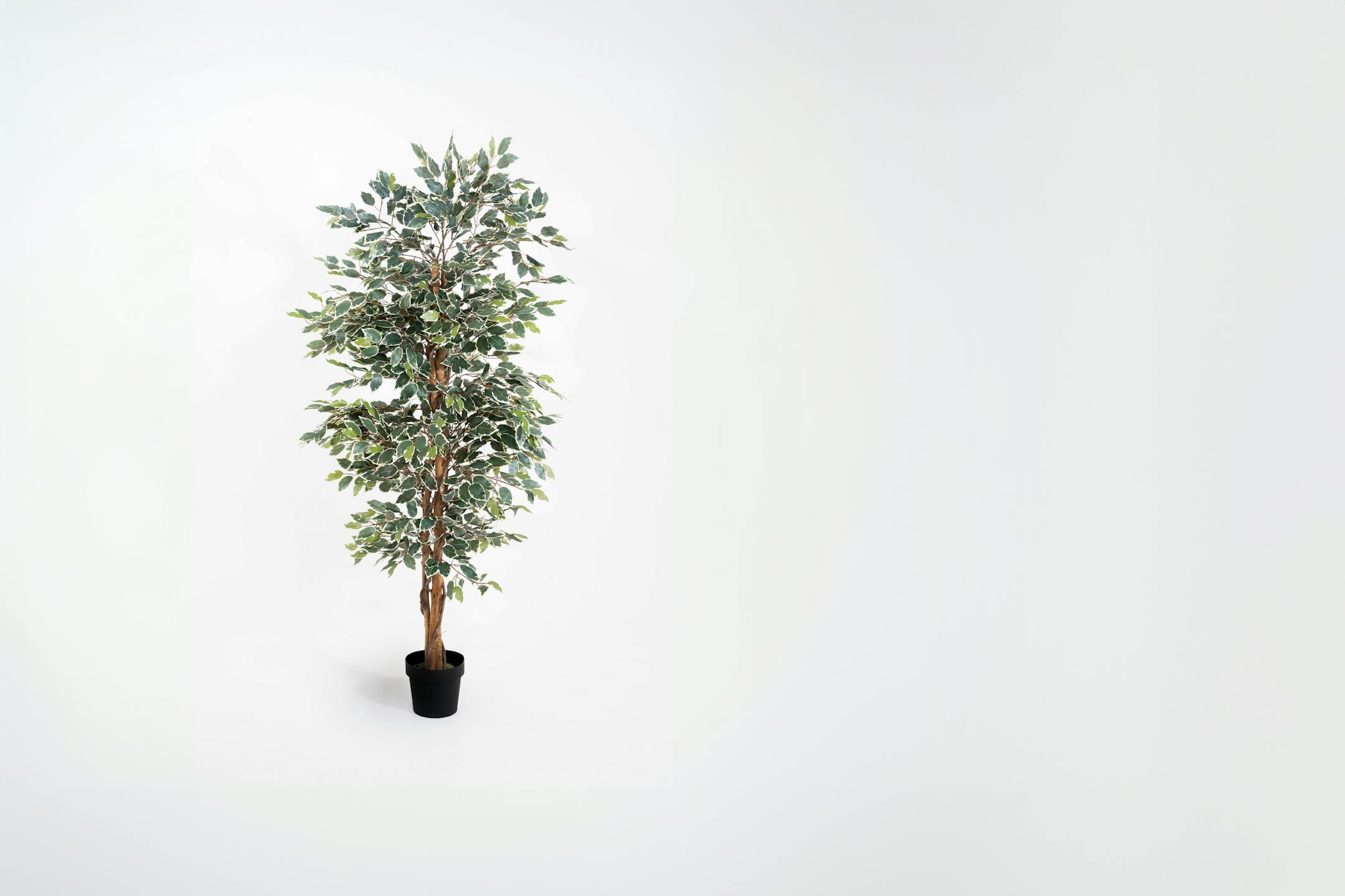150cm variegated artificial ficus tree