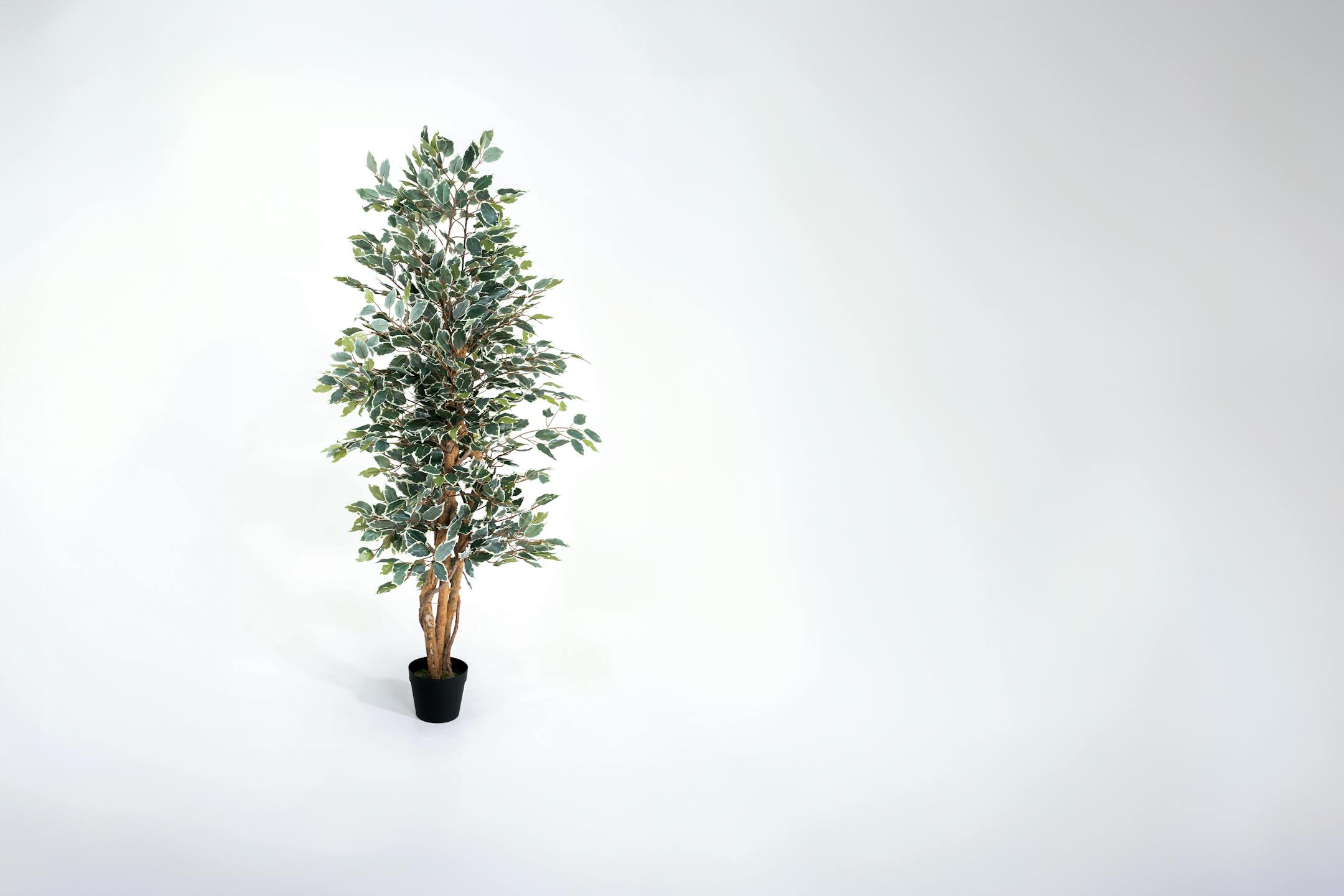 180cm variegated artificial ficus tree