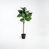 120cm artificial fiddle leaf fig tree
