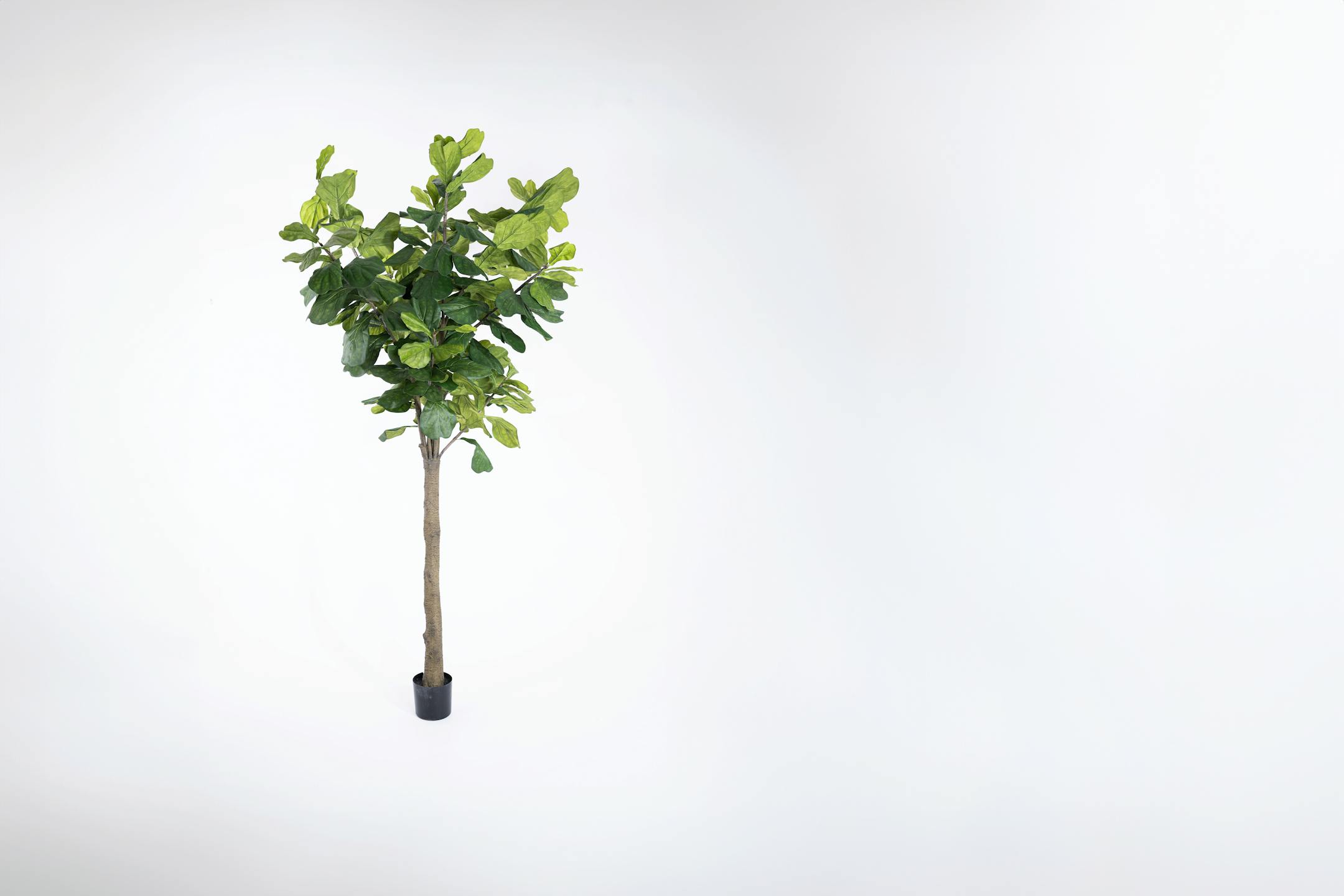 Giant artificial fiddle leaf fig tree