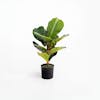 Artificial mini fiddle leaf houseplant