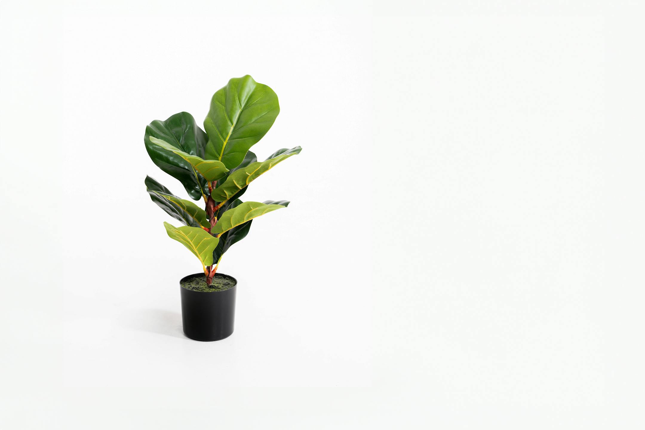 Artificial mini fiddle leaf houseplant