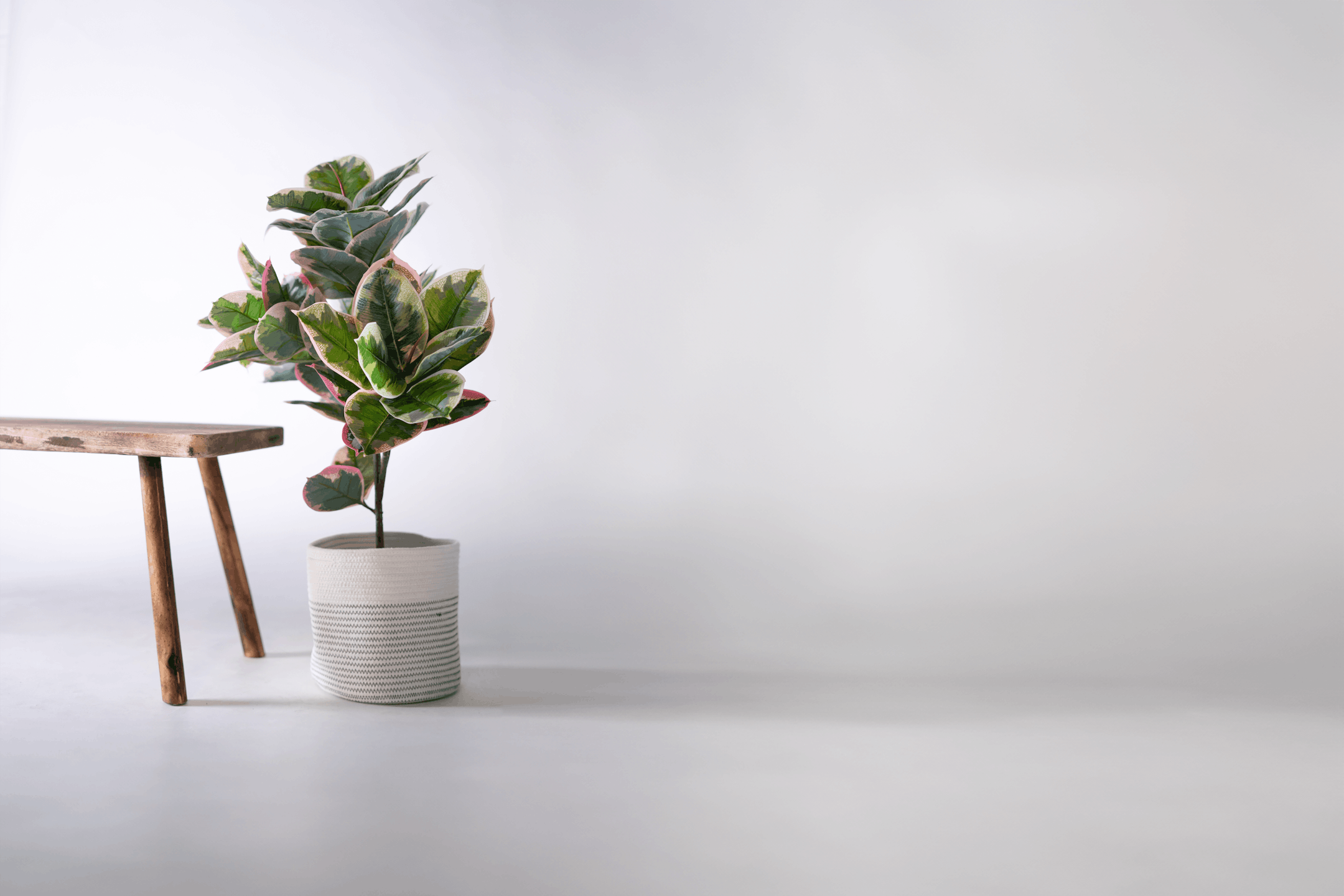 Artificial ficus elastica with wooden bench
