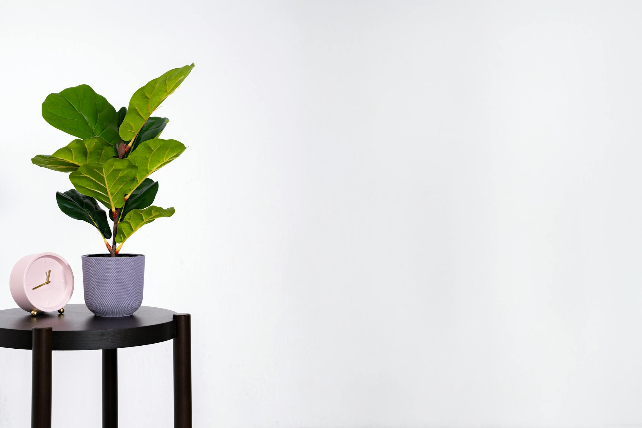 Artificial mini fiddle leaf houseplant on wooden table with clock