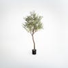 Artificial ligurian olive tree