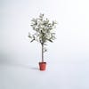 Artificial mini olive tree