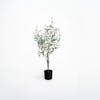 90cm artificial Tuscan olive tree