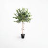 Small artificial olive ball tree