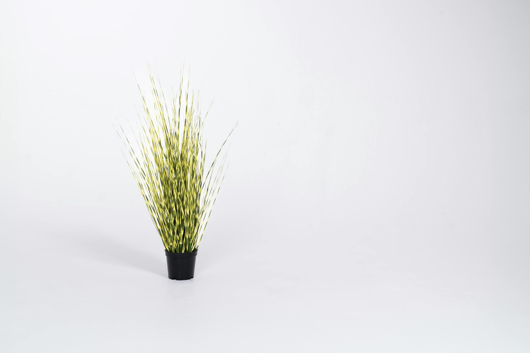 Small artificial zebra grass plant