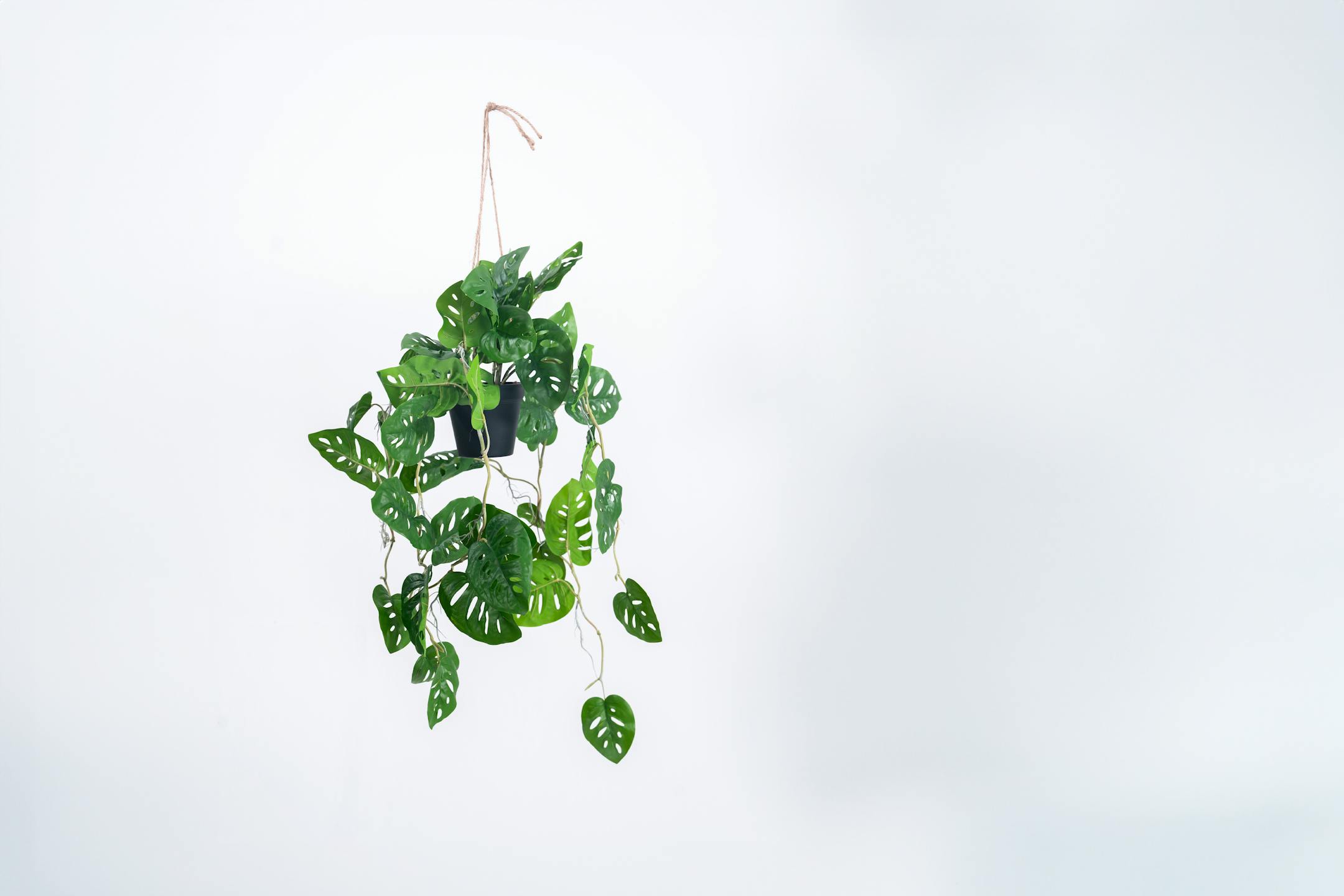 Artificial hanging monstera plant