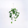 Artificial hanging philodendron scandens