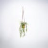 Artificial plumosus hanging fern
