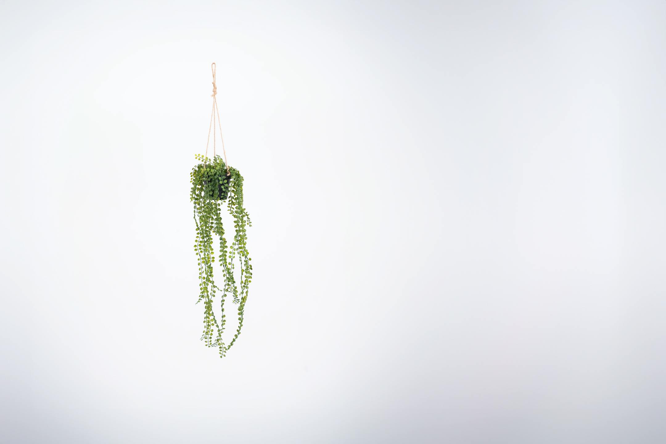 Artificial hanging ficus pumila