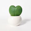 Artificial hoya sweetheart succulent by Blooming Artificial