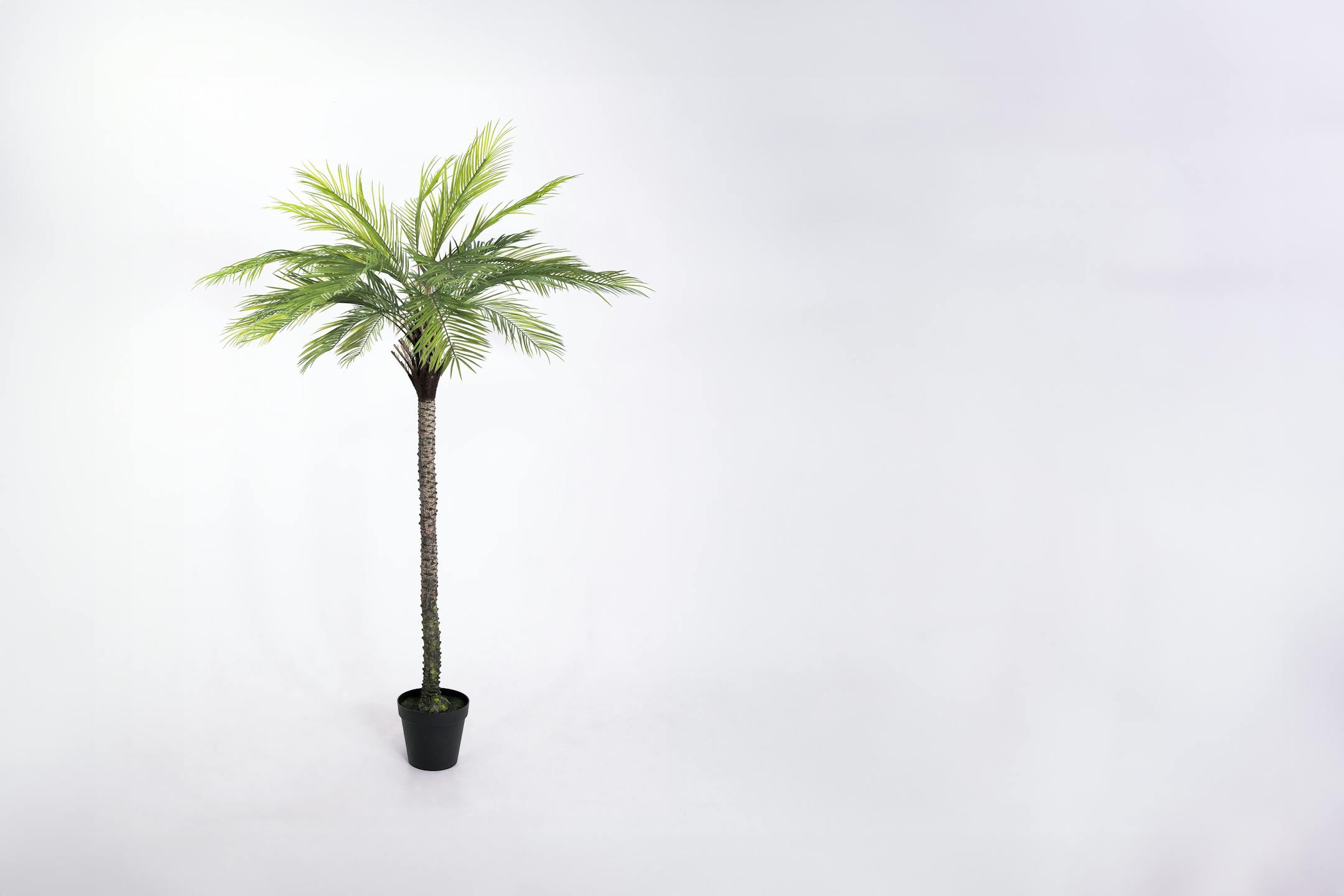 Artificial king palm tree 240cm in studio