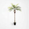 Artificial king palm tree 190cm in studio