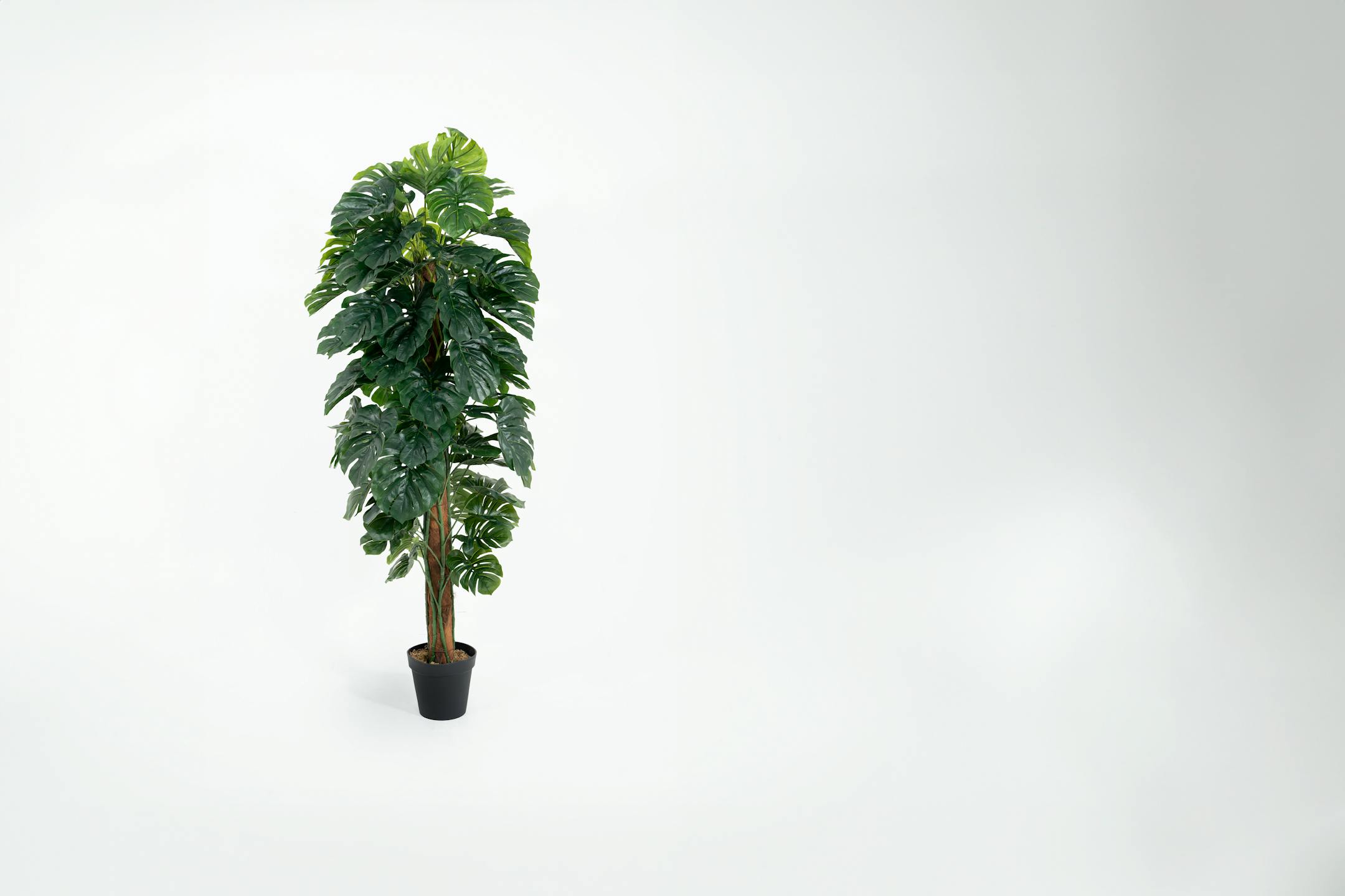 180cm artificial cheese plant