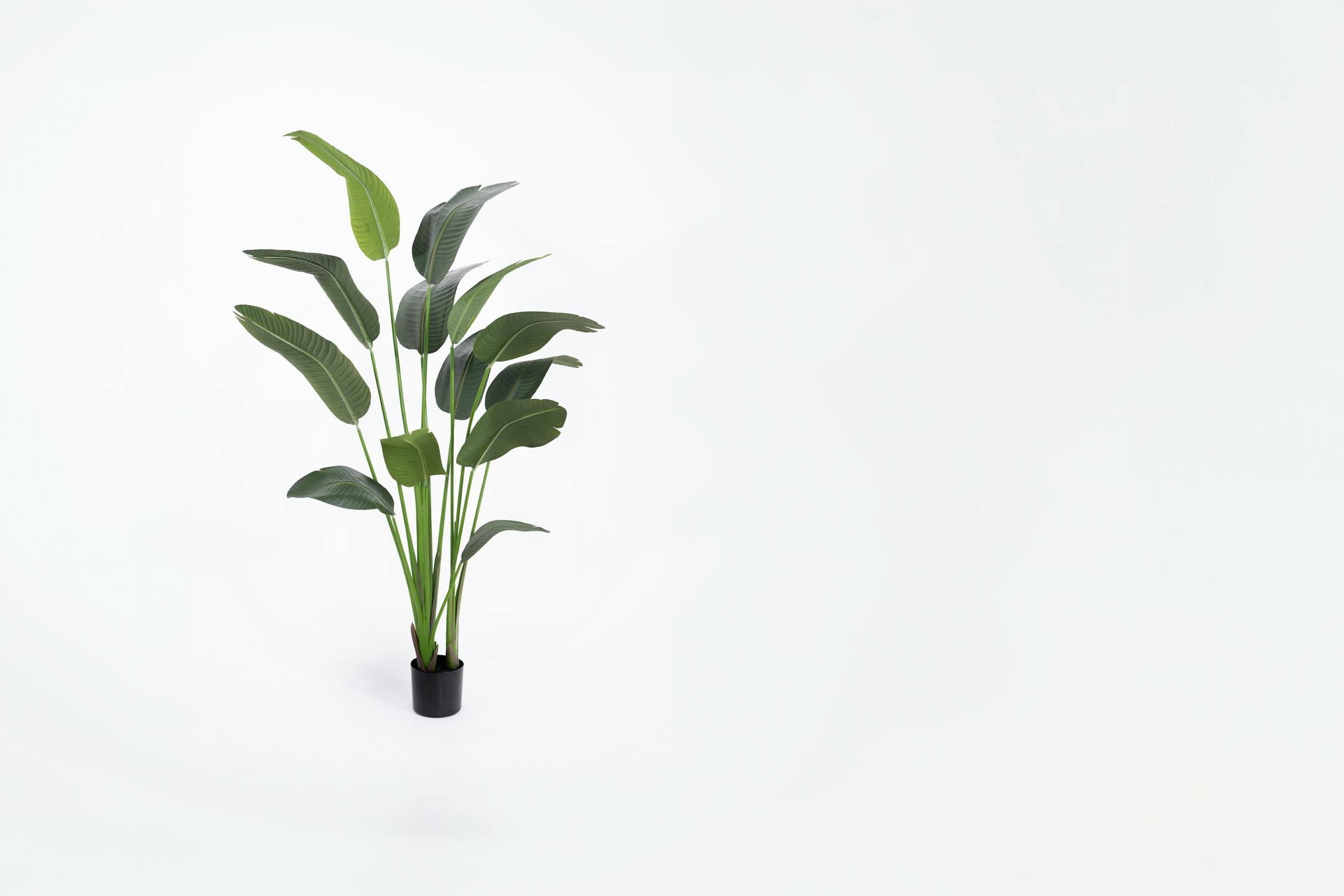 200cm artificial strelitzia plant