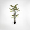 Artificial 195cm colocasia liana tree
