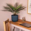 Artificial dicksonia dwarf palm on wooden desk in pink office