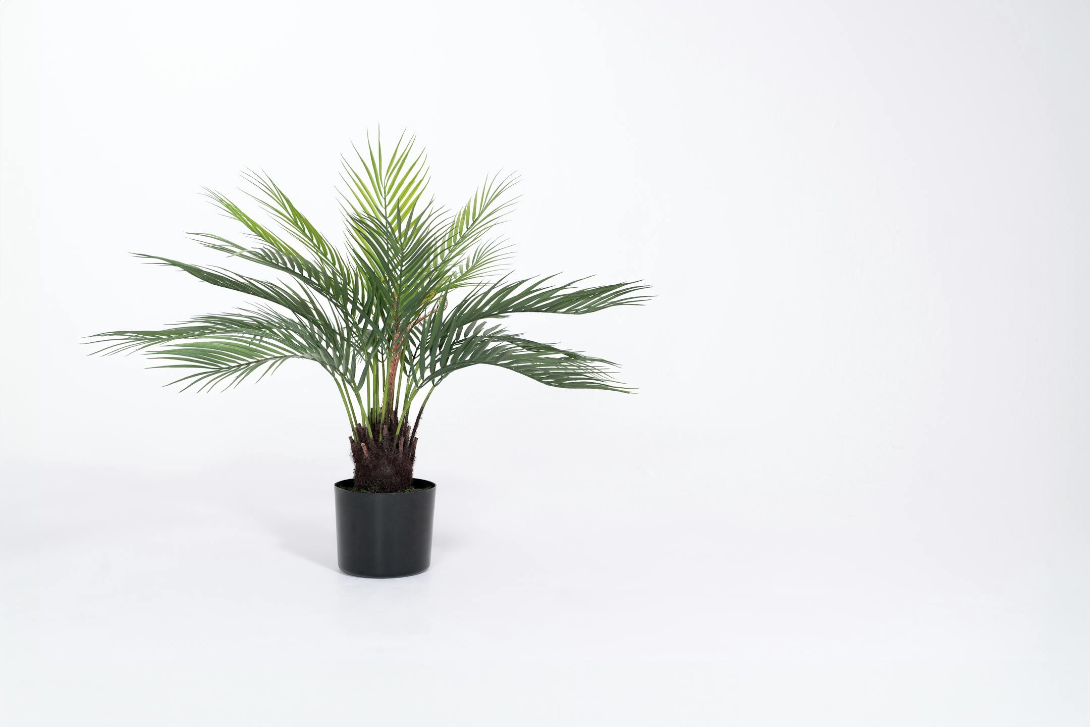 Artificial dicksonia dwarf palm