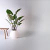 Artificial elephant ear plant with wooden bench