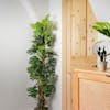 Artificial monstera minima exotic plant next to rattan sideboard