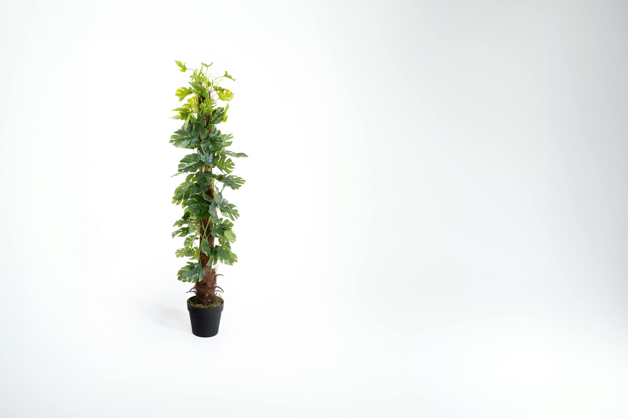 Artificial monstera minima plant