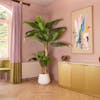 Artificial musa basjoo banana tree in pink interior