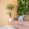 Artificial green yucca plant next to beige sofa