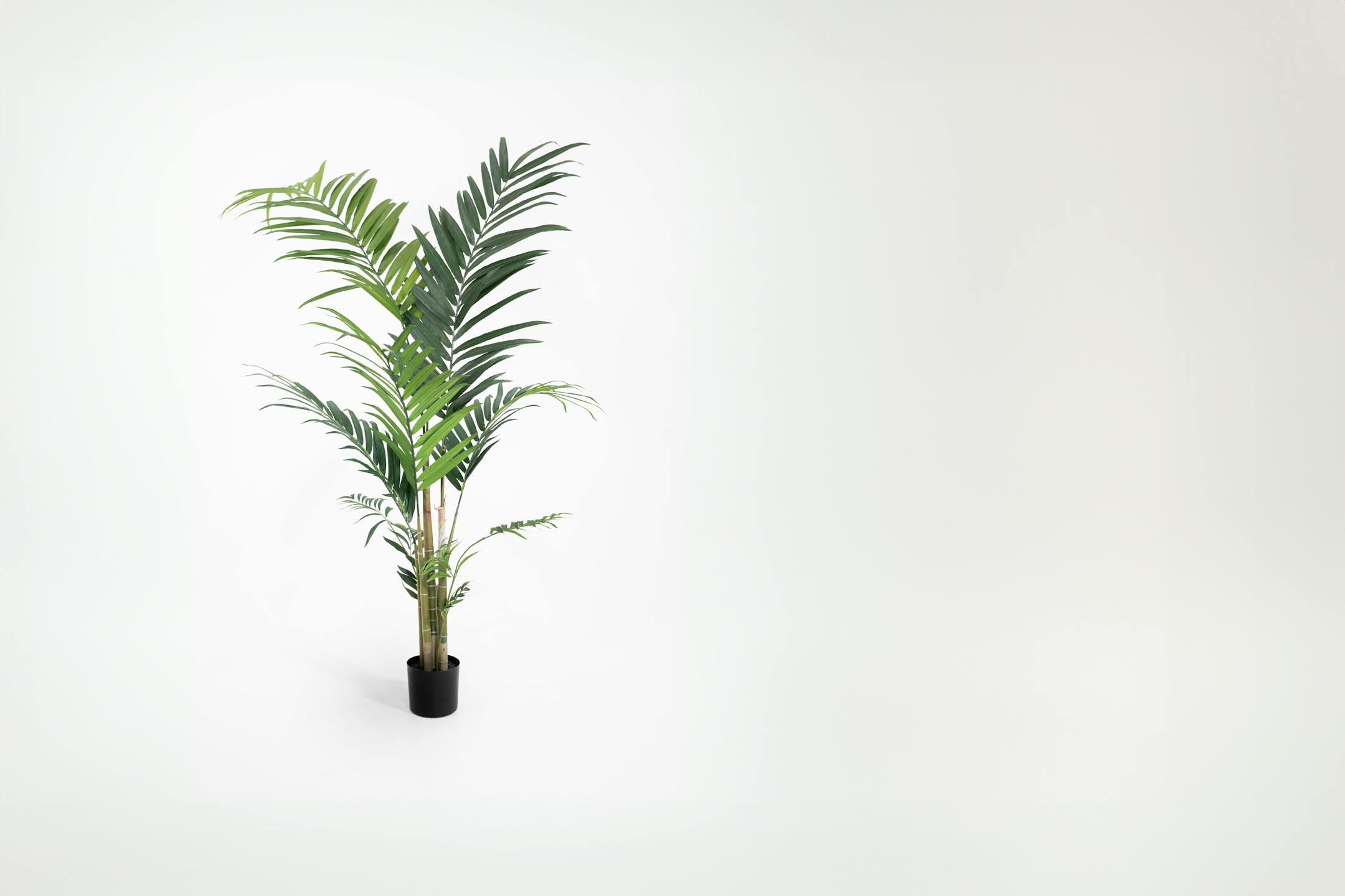 Large artificial kentia palm tree