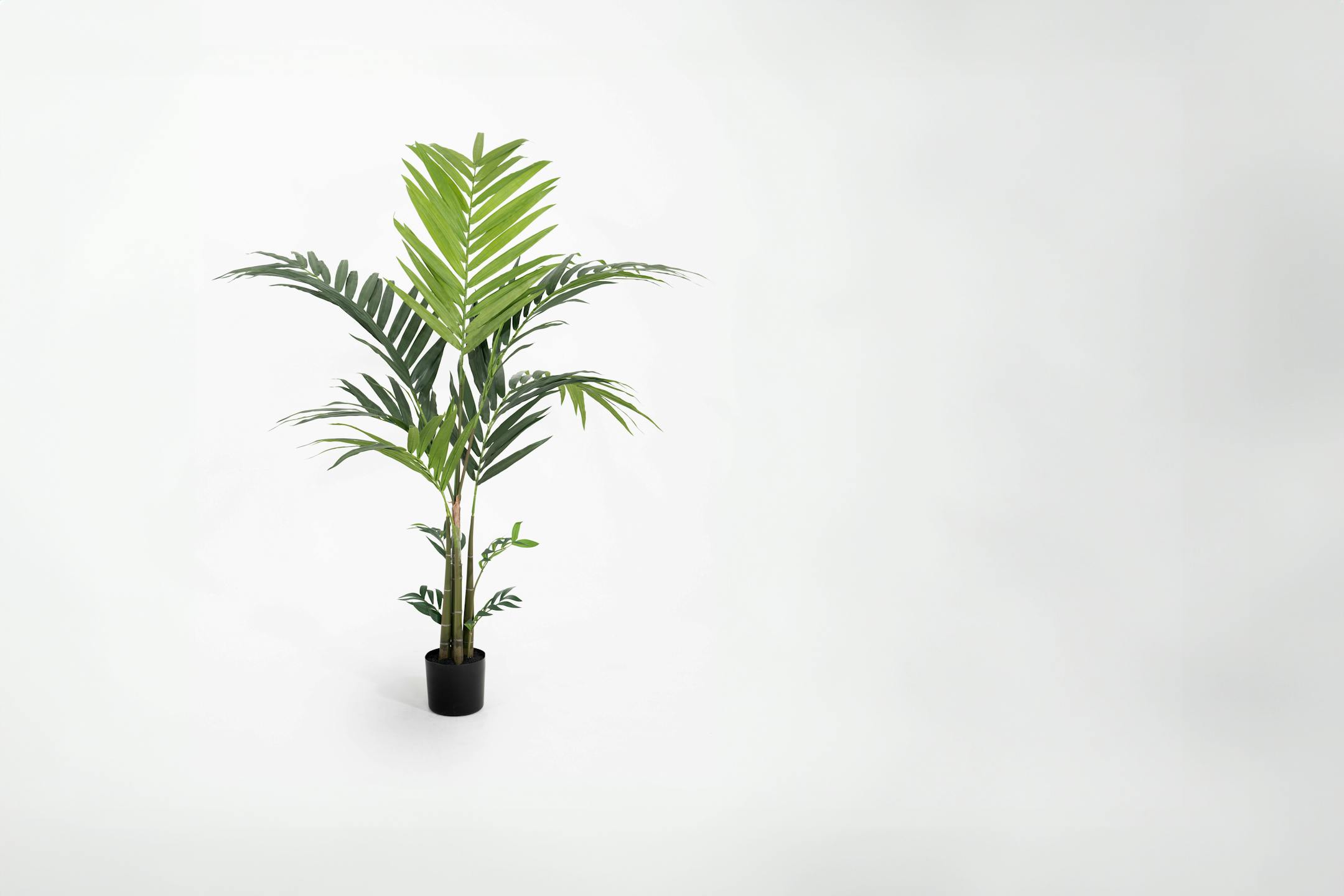 Small artificial kentia palm tree