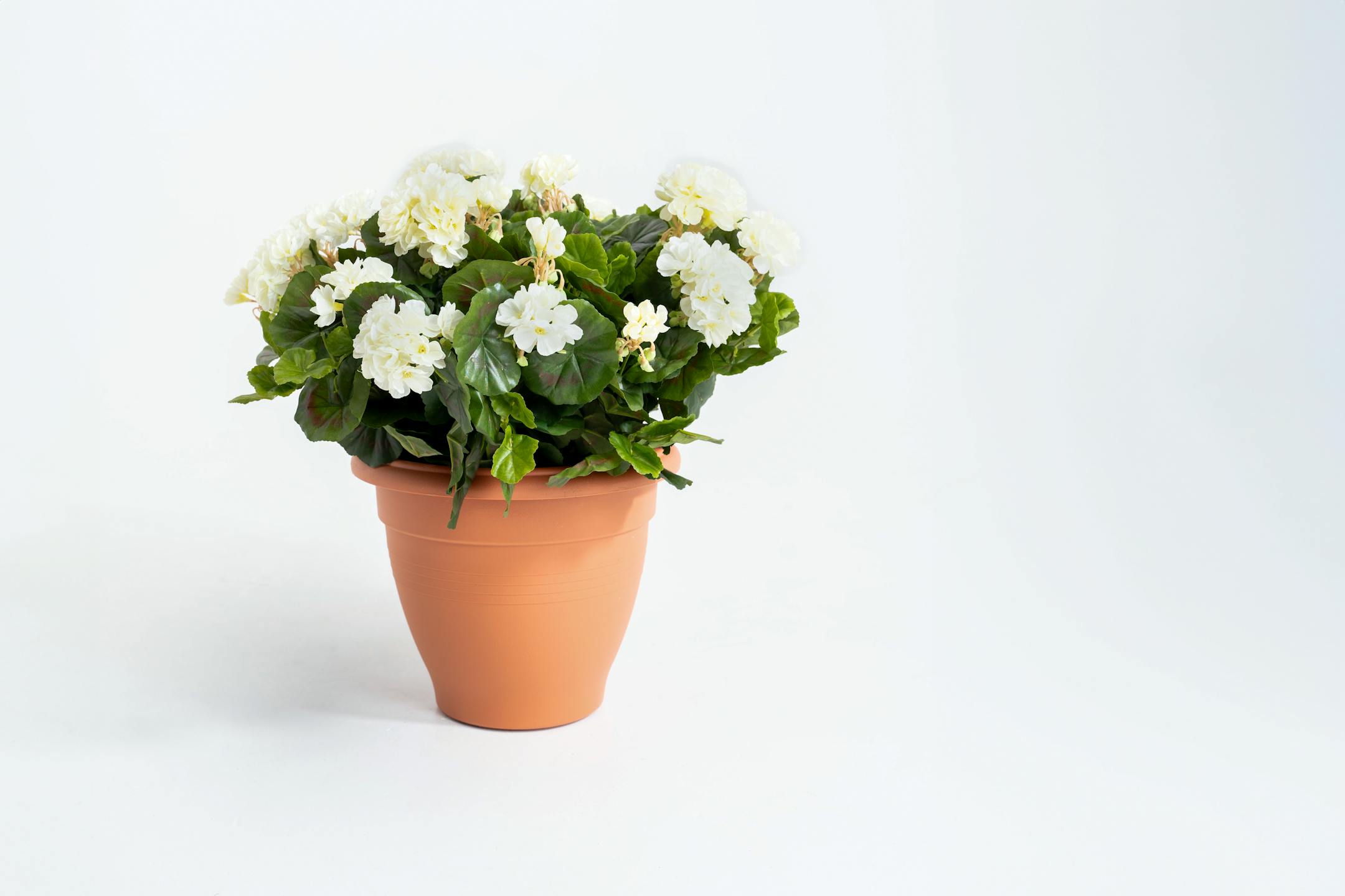 Artificial cream geranium patio planter